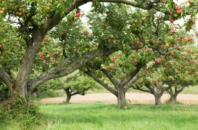 Посадка яблонь осенью - как правильно посадить дерево — УНИАН